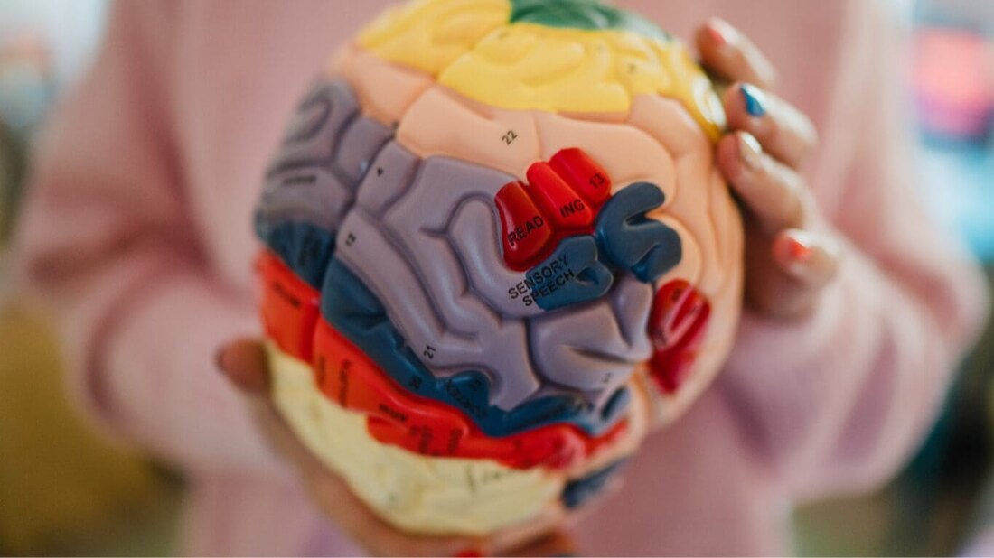 Jules Mitchell holding an anatomical model of the brain